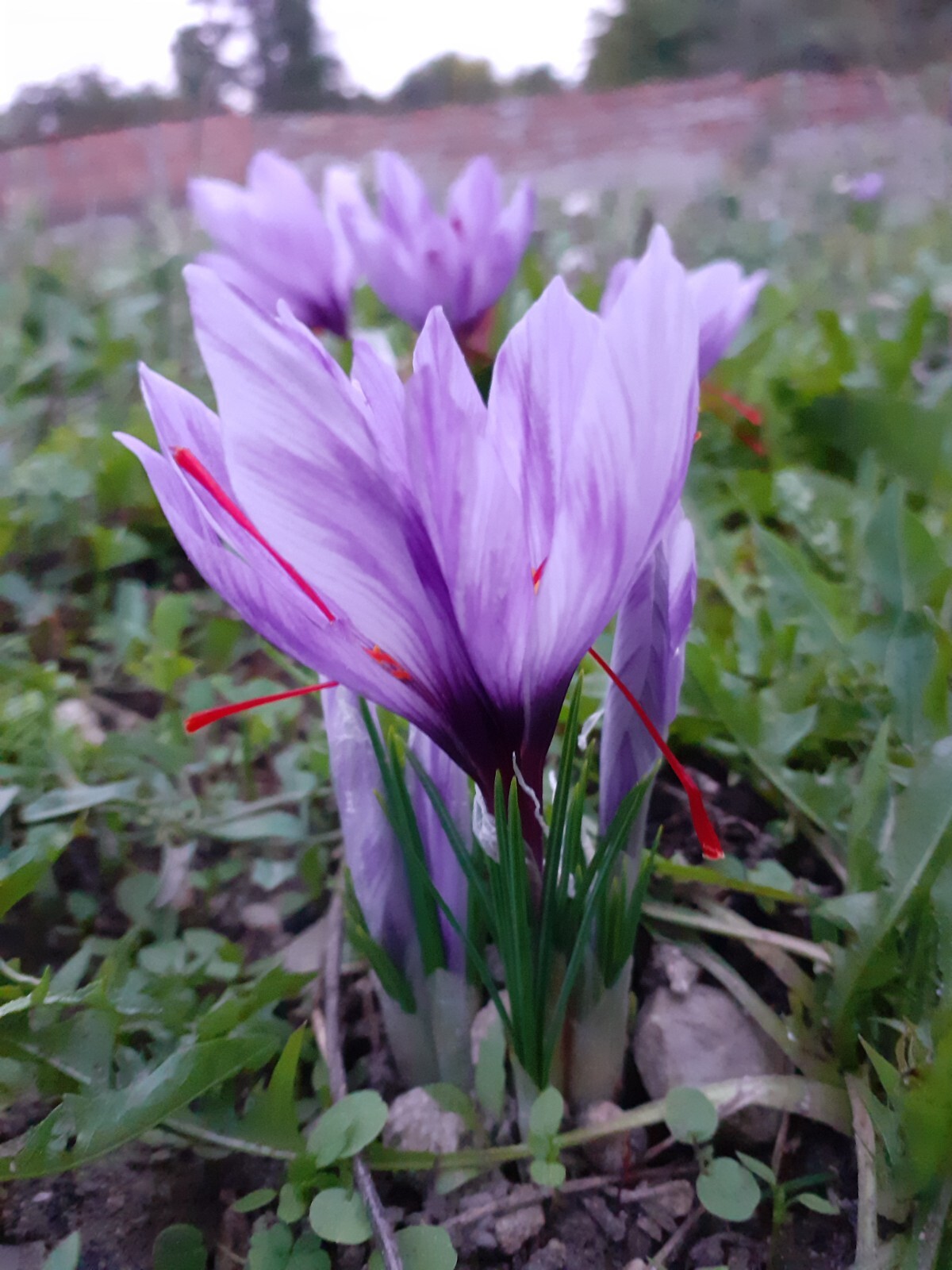 Pure essential saffron water 100 ml bottle Aromatherapy eBay