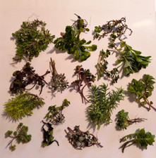 100g of Sedum and Other Outdoor Succulent Mix! Great For