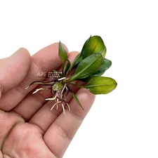 Echinodorus Small Bear | Aquarium Plants Factory®