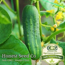 Ashley Garden Cucumber Seeds | Non-GMO | Heirloom Vegetable Garden Seeds