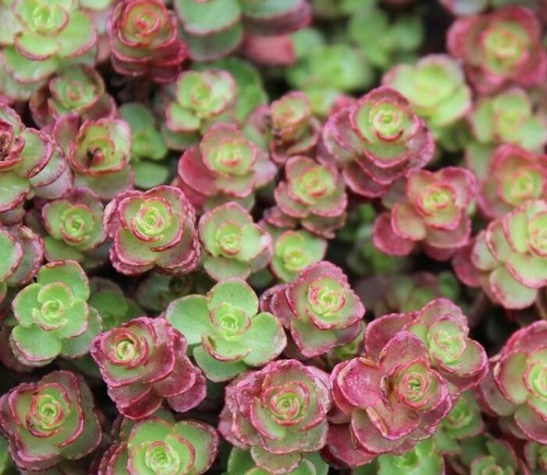 6 Rooted Sections Sedum Spurium Red Carpet Stonecrop Perennial Evergreen - Picture 2 of 2