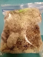 Natural Reindeer Moss Freshly Harvested Quart Bag Stuffed Full-SHIPS FREE  