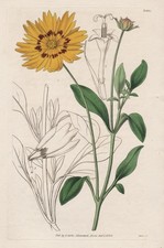 Coeopsis Coronata Fiore Botanico Stampa Curtis 3460