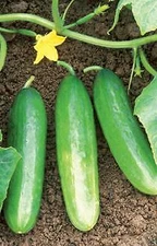 Cucumber Bush Pickle    250 seeds