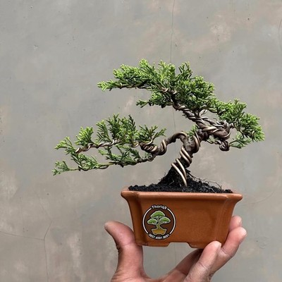 Juniperus Chinensis Actual Bonsai Tree | Real Picture