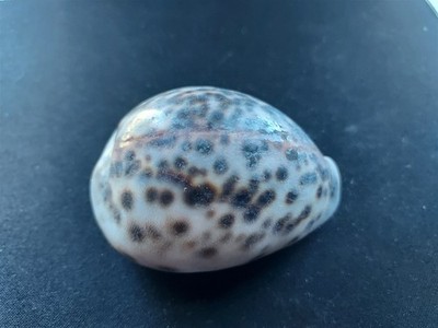 #T2 Decorative Cypraea Tigris, Linne, N. Australia 70.3mm Sea Snail shell