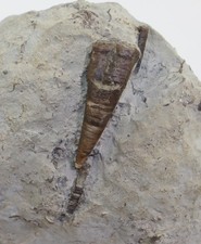 Nautiloid, Cyrtoceras sp., Silur, Näsudden, Gotland, Schweden-m736