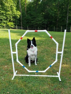 Dog Agility Equipment-Octagon Hoop Jump-Tons of fun and exercise!!!      