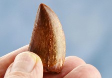 Large Carcharodontosaurus African T-rex Tooth 1.5