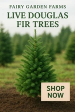 4PACK Live SM 4" Douglas Fir Tree Growing In 3" FREE SHIPPING