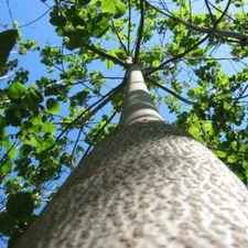 ROYAL TREEME, NORDMAX Paulownia 9501 Hybrid - 200 SEEDS. *LESS S&H