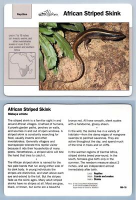 Skink Flash Card.pdf African Striped Skink #106.10 - Reptiles - Grolier Wildlife Adventure ...