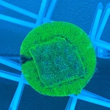 Live Blastoise Leptoseris (Easy SPS) Small Polyp Stony Coral