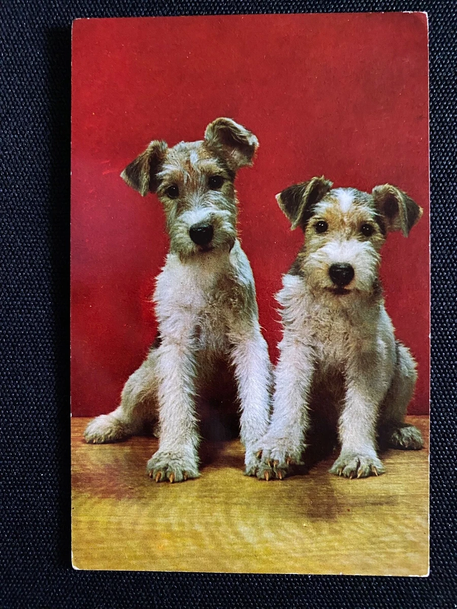 Wire terrier cheap puppy