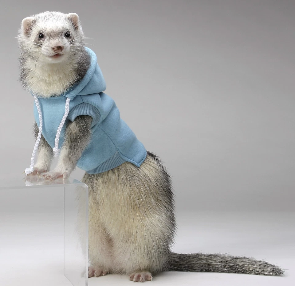 MARSHALL PET PRODUCTS Marshall Ferret Sweatshirt, RED