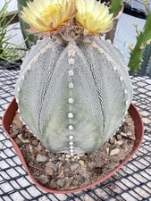 Astrophytum asterias Lovely Shape Feather Flower Large!!