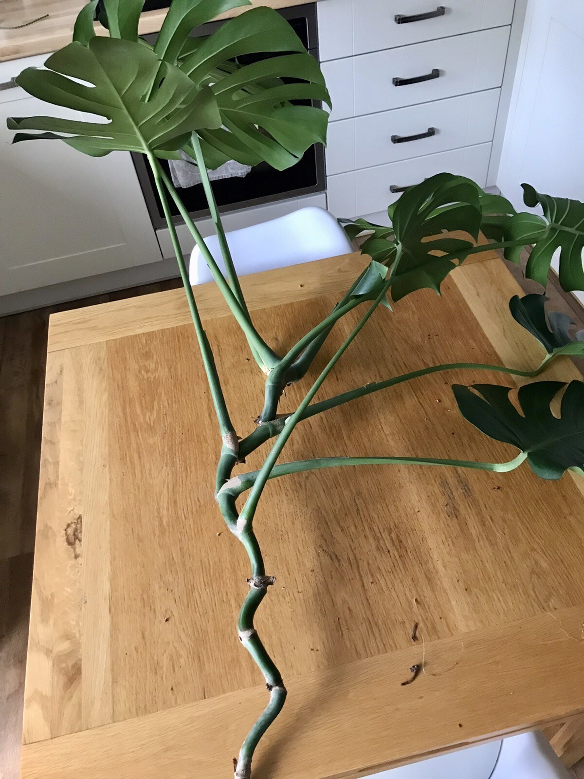Fresh Swiss Cheese Plant cuttings (large) eBay