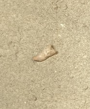 Basking Shark Tooth- Cetorhinus Sp. - Sharktooth Hill: Bakersfield, California