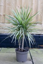 Dracaena Reflexa Var. Angustifolia (Narrow Leaf Dracaena) 110cm Tall 5 Litre Pot