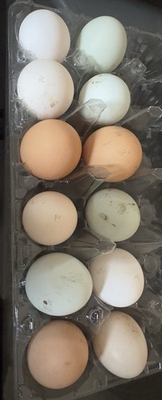 #ad #ad 12 Hatching Eggs polish Ameraucanas Easter eggers amp; Seramas for Incubation $24.00