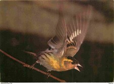 Carte Postale - Animaux - Oiseaux - Siskin - Tarin des aulnes - Familiar British