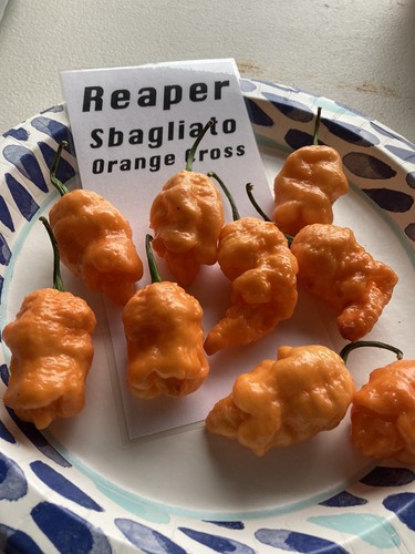 Reaper Sbagliota Orange Cross Hot Pepper Seeds 15+ Per Pack - Picture 8 of 8