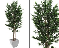 Olivenbaum, 2-StäMmig, Mit Oliven, 250Cm Von Ibizanos