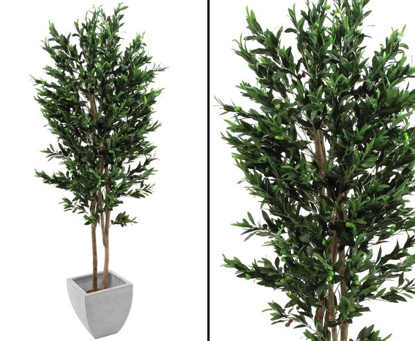 Olivenbaum, 2-StäMmig, Mit Oliven, 250Cm Von Ibizanos-image