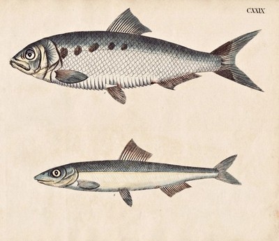 fish Fisch Fische Alse Anjovis anchovy Sardelle Lithographie Strack 1826