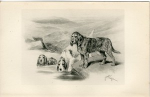 OTTERHOUND RARE 1897 ANTIQUE DOG ART PRINT Artist ARTHUR WARDLE