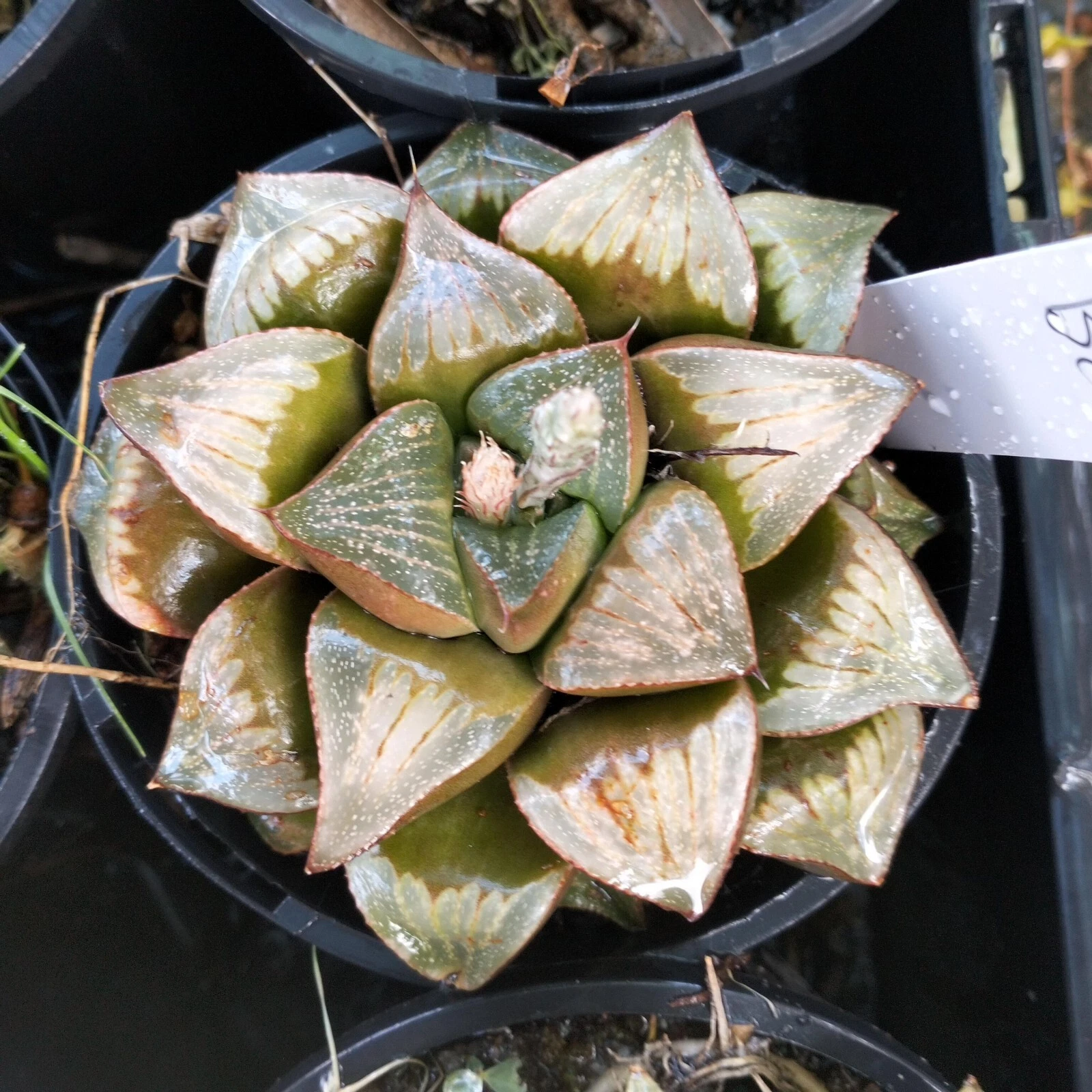 haworthia plant B Large about 11cm , mature plant very well rooted, Succulent
Opens in a new windo