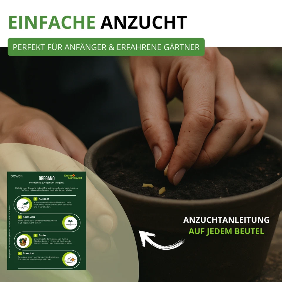 Oregano Mehrjährig Samen - Origanum vulgare - Oreganosamen - Bild 3 von 4