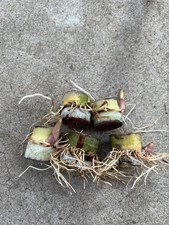 5 PCs Rooted Sugarcane Cutting Sweet Juicy Tropical Plant Ready To Plant