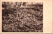 Postcard IN Bloomington Arbutus Hill