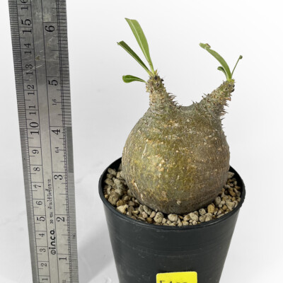 【新品未開封】VCD Pachypodium Gracilius MEDICOM TOY - VCD Pachypodium Gracilius GLOSS BLACK／GLOSS WHITE