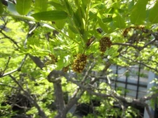 Thornless Honey Locust (Gleditsia triacanthos Inermis), 25 seeds