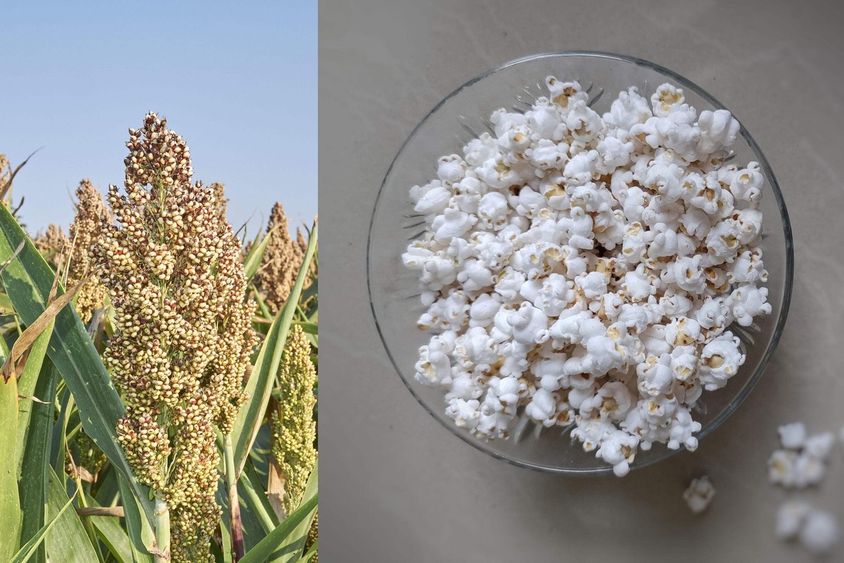 75 WHITE POPPING SORGHUM Bicolor Snack Vegetable Flour Grain Seeds  *Combined S/H | eBay