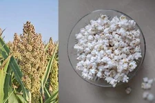 75 WHITE POPPING SORGHUM Bicolor Snack Vegetable Flour Grain Seeds *Combined S/H