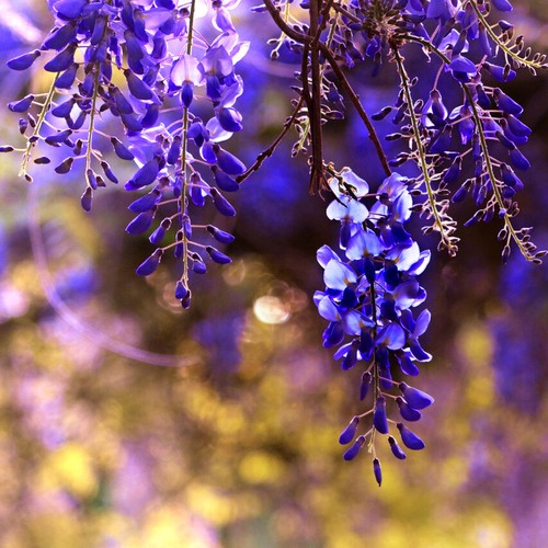 Bolusanthus speciosus (Tree Wisteria) 10 Seeds - RARE Flowering Indoor Bonsai UK - Picture 2 of 4