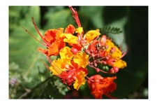 Pride of Barbados 10 Tropical Seeds Red Peacock Flower Tropical Plant Zones 8...