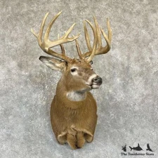 #26323 P | Whitetail Deer Taxidermy Shoulder Mount For Sale