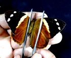 smyrna blomphildia female unmounted