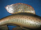 Arctic Grayling wall mount — photo 3