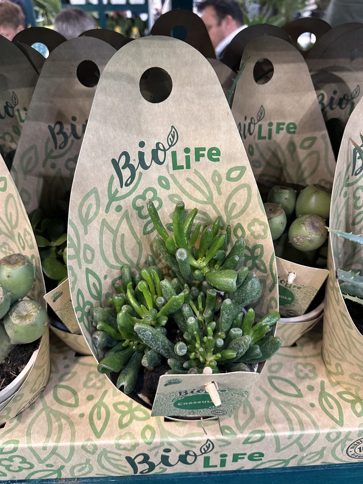 Crassula Compacta ca20cm Lebe Bio Glücksbaum Zimmerpflanze Geldbaum pflegeleicht - Bild 3 von 3