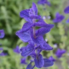 Clary Sage BLUE MONDAY Salvia Perennial Medicinal Sun or Shade Non-GMO 200 Seeds