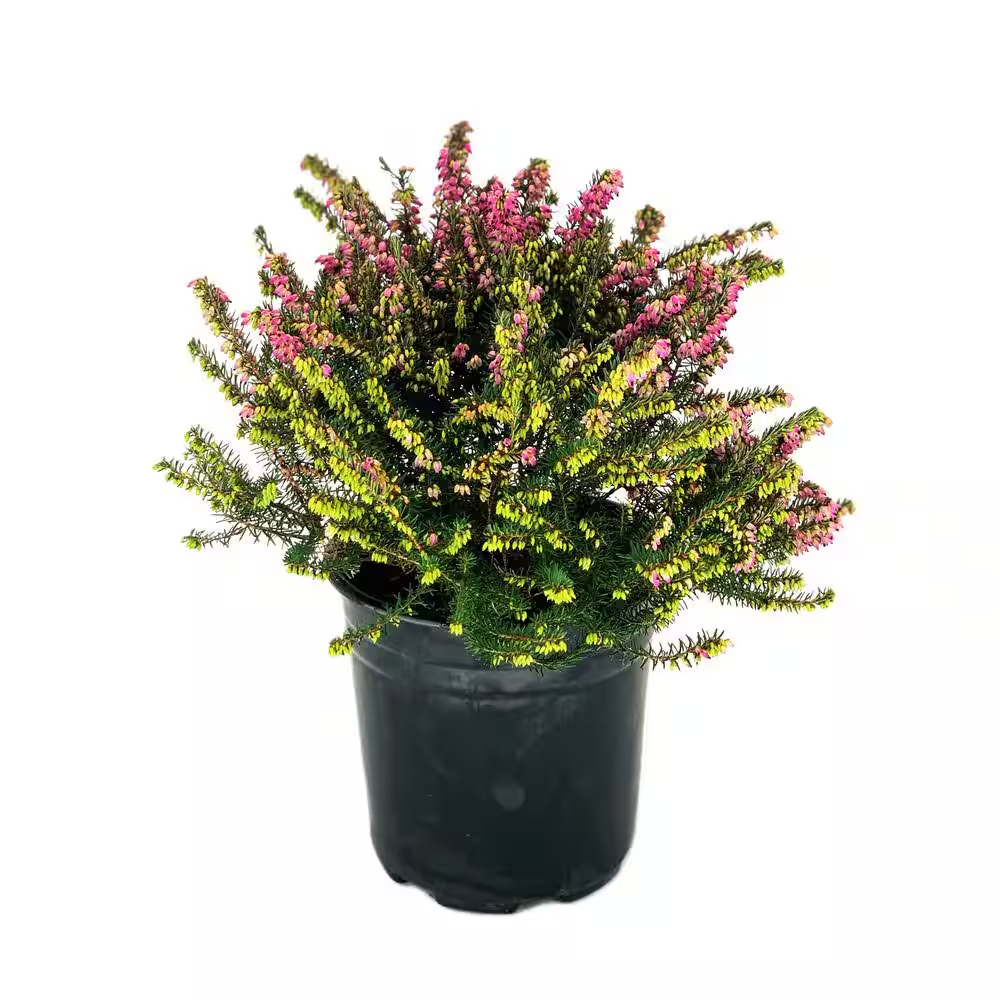 ginger variegated plant Spiral Ginger Plant main image 0