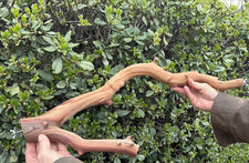 Bird Parrot Cage Large Perch Manzanita Wood Branch 24" Length 1"- 2" Diam.