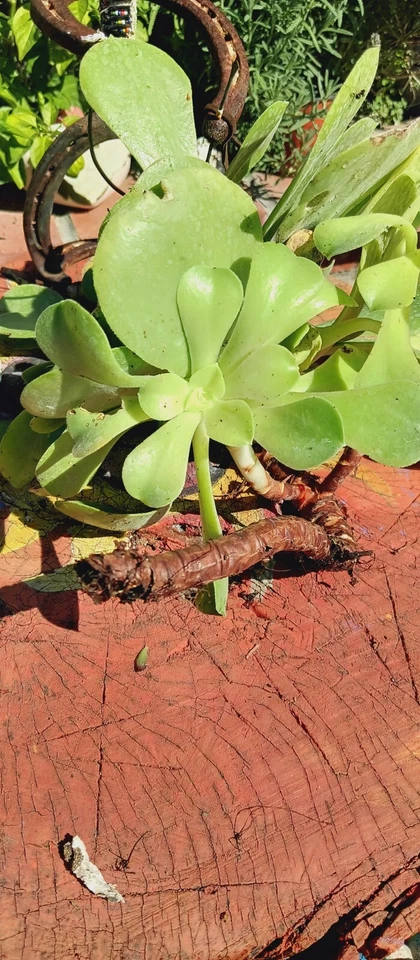 succulents live plants rooted - Image 2 of 4