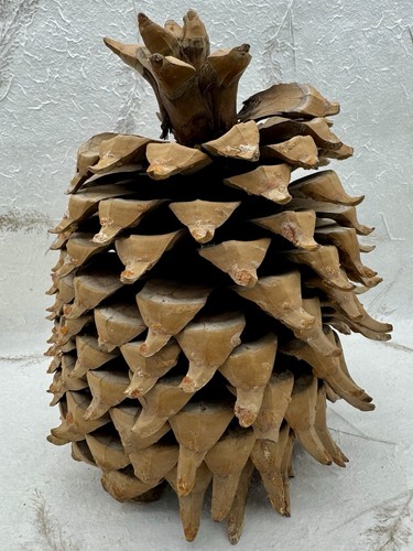 Giant Coulter Pine Cone California Widow Maker Natural Hooked Tips 9.5”X7.5” - Picture 6 of 11