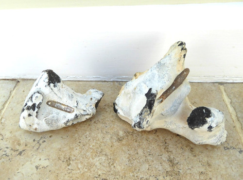 Belemnites in Rock - Fossil specimen - 2 Belemnites in flint. FREESTANDING